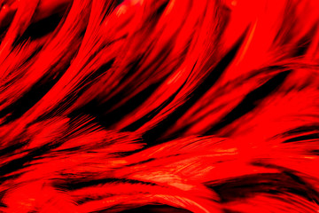 Beautiful abstract colorful red feathers on black background and soft white feather texture on white pattern and light pink background