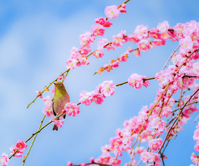 鈴鹿の梅園のメジロ
