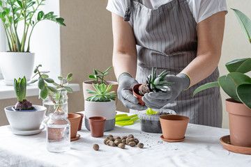 Woman hand transplanting succulent in ceramic pot on the table. Concept of indoor garden home. - 326863742
