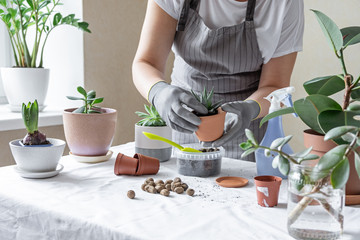 Woman hand transplanting succulent in ceramic pot on the table. Concept of indoor garden home.