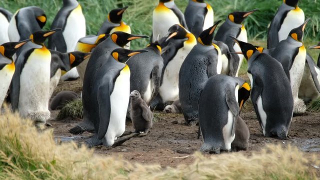 The King Penguin (Aptenodytes patagonicus) colony in the park named Parque Pinguino Rey near the town of Porvenir. Tierra del Fuego, Chile