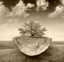 Small fir on a log with  moss in a blue cloudy sky background