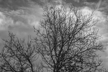 bare tree canopy, black & white