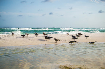 Fototapeta na wymiar Flock of birds on the beach