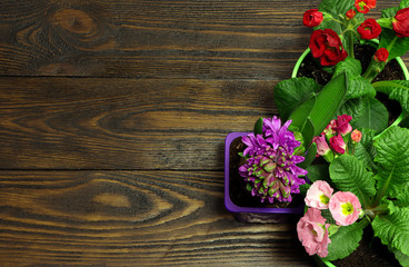 Flowers. Primula and hyacinth in a pot on a wooden background.