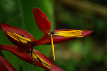 Planta violeta en Yucuatán