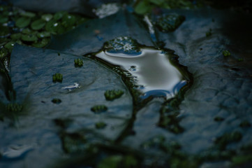 Gota en el charco