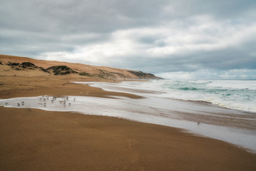 Dramatic seascape. Wide sandy beach, sand dunes, stormy ocean, and cloudy sky background