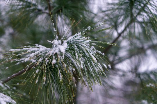 green needles image under the snow.
