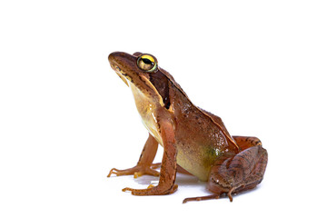 ニホンアカガエル　日本赤蛙