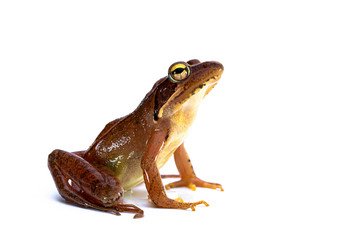 ニホンアカガエル　日本赤蛙