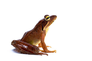 ニホンアカガエル　日本赤蛙