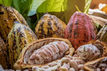 Cocoa Beans and Cocoa Fruits.