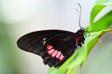 Close-up of a black and red passion flower butterfly sitting on a green leaf against a light background