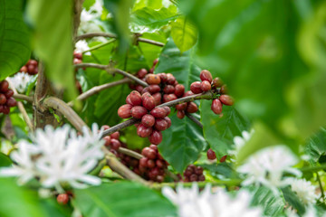 Coffee bean on coffee tree in cafe Plantation