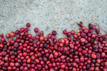 coffee beans berries drying natural process on the cement ground floor.