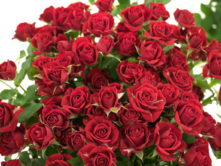 赤いバラ赤いバラ, バラ, 薔薇, ばら, 花, フラワー, お花, きれい, 植物, 咲く, ローズ, 赤, 日本, 白バック, スタジオ撮影, スタジオ, 切花, 切り花, 花びら, 生花, フラワーショップ, 花屋, 赤色, 赤い花, 赤い薔薇, 生け花 		            