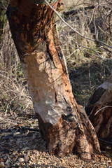  cut trees by beavers