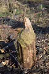  cut trees by beavers