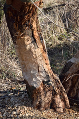  cut trees by beavers