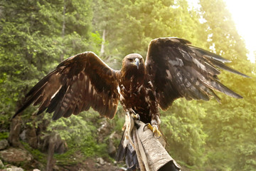 The Falcon is a bird of prey. A hunting Falcon spread its wings in the sun.