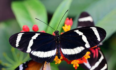 Close-up of a black and white striped Pachinus folder or Heliconius pachinus, photographed from above, sitting on leaves and flowers