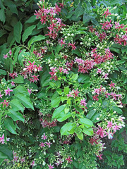 flowers in the garden