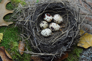 speckled eggs in the nest