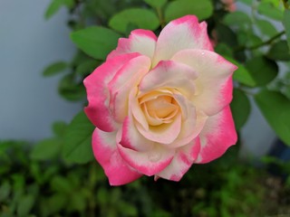 pink rose in garden