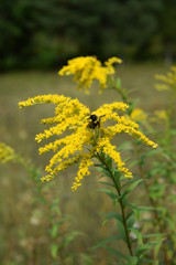 goldenrod herbal medicine