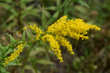 goldenrod herbal medicine