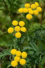 Tansy medicinal herb organic alternative