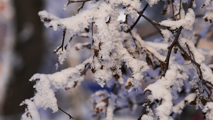 Beautiful snowy winter snow tree