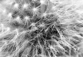 closeup of dandelion in black and white