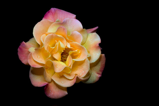 Upclose of a wet peach rose isolated on black background