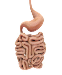 Human Digestive System Illustration