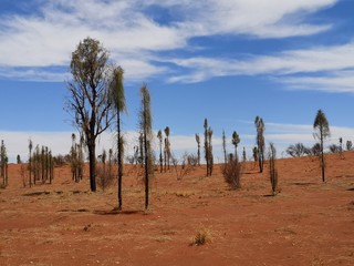 Dürre Bäume in der roten Wüste, Australien