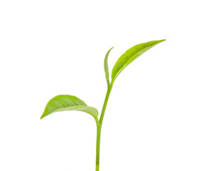 Green tea leaf an isolated on white background