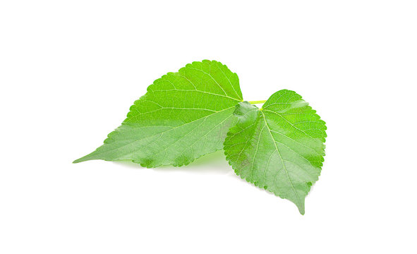 green leaf of mulberry an isolated on white background
