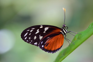 Fototapeta premium Close-up of a golden passion flower butterfly or Heliconius hecale sitting on a green leaf against a light background