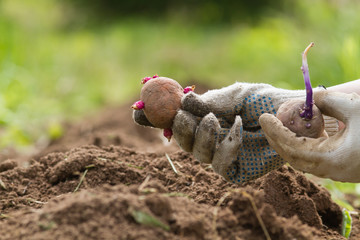 hands drop sprouted potato tubers into the plowed soil