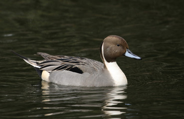 A magnificent male Pintail Duck, Anas acuta, swimming on a lake in the UK.