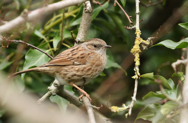 A pretty Dunnock, Prunella modularis, or Hedge Sparrow perching on a branch of a tree. 