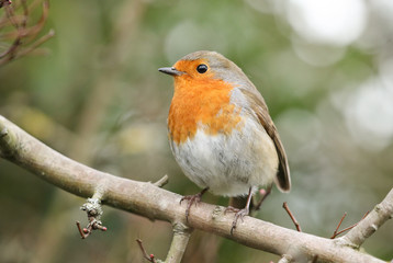 A pretty Robin, Erithacus rubecula, perching on a branch of a tree.