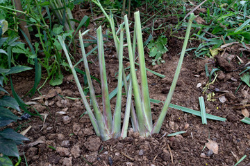 Cuttings of lemongrass into the soil.