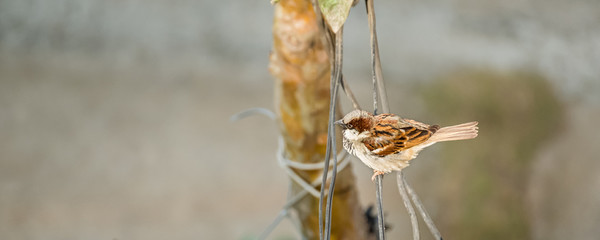 Single sparrow perched on wire from above