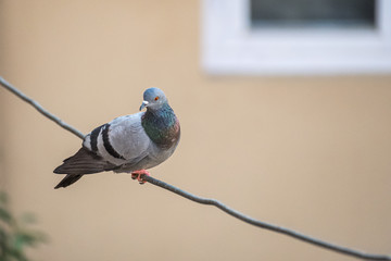 Colorful pigeon perched on wire watching