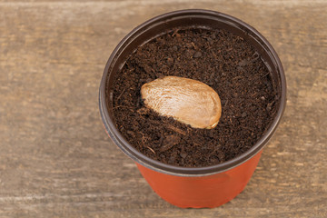 Mango seed planted above the potting soil in the pot. How to grow mango from seed concept