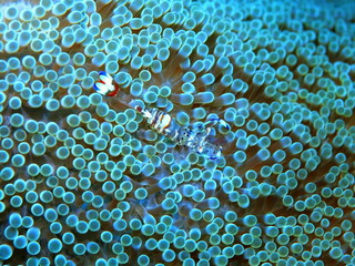 The amazing and mysterious underwater world of Indonesia, North Sulawesi, Manado, anemone shrimp cleaner