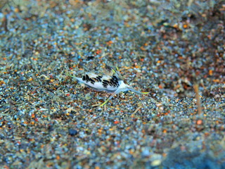 The amazing and mysterious underwater world of Indonesia, North Sulawesi, Manado, sea slug